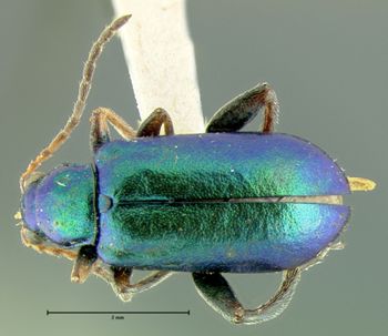 Media type: image;   Entomology 33873 Aspect: habitus dorsal view